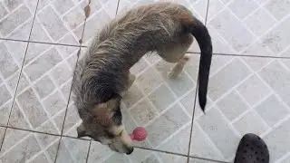 Cachorro vidente diario da fofura episodio 2 ,veja a descrição do video  # viral #shorts #petlovers