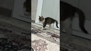 #mushuk
