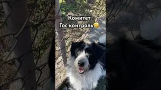 Самая умная собака ЧОЛЛИ 