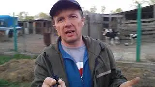 Бугай Алабай. Как оформить питомник и кто такой ЗАВОДЧИК?