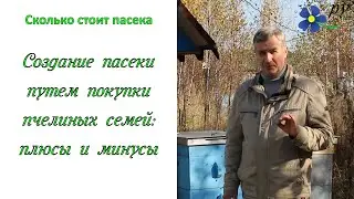 Создание пасеки путем покупки пчелиных семей