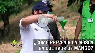 Cómo prevenir la mosca en cultivos de mango - TvAgro por Juan Gonzalo Angel Restrepo