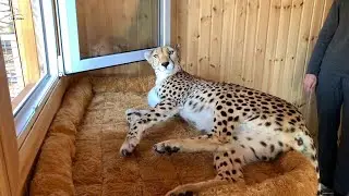 Gerda fell from her house! African Cheetah on a fur blanket.