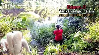 Gara-gara umpan jarmok langsung strike ikan besar #umpanjitu #mancingikan #mancingikanbesar