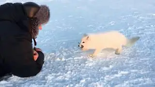 Brave arctic fox