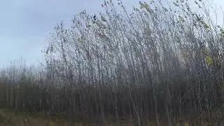 Михайловка деревня в Горьковском районе Омской области/Mikhaylovka is a village in the Omsk region