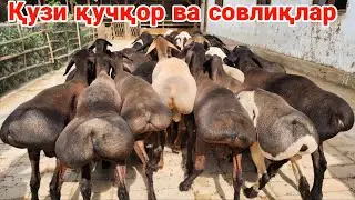 Serdumba kashtan qózilar nizo'rlari keldi