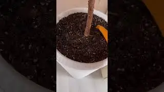 МНОГИЕ ЭТОГО НЕ ЗНАЮТ И РАСТЕНИЯ ПОГИБАЮТ