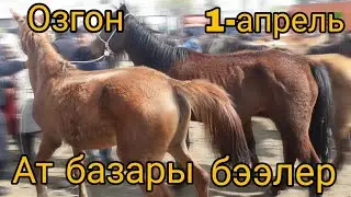 #Озгон #Атбазар 1-апрель 2019. Суроонуздар боюнча Байтал бээлердин нарктарын...