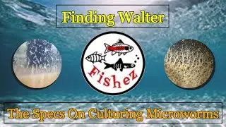 Microworms - Walter Worms Culture - The FishEZ way!