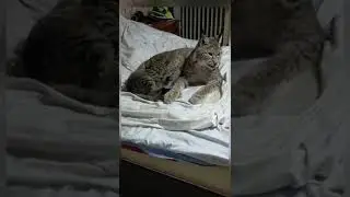 Рысь Даша - иЛясик