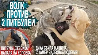 Волк против 2 питбулей сразу ! Питбуль Джессика напала на Колобка ! Дика сбила машина видео с камер.