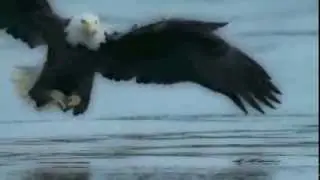 Jesus Eagle - The Jesus Eagle