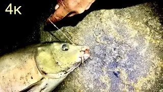 Красавец карп на закидушки с макухой! Рыбалка в ноябре!