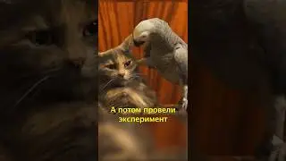 🦜Попугаи Научились Покупать Еду