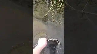 Рыбалка на верши! Проверяю верши в камышах!