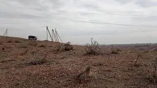 охота на кеклика