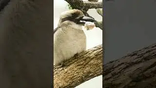 Topper the Ambassador Kookaburra  #zoo #wildlife #animals