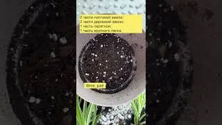 ПЕРЕСАДКА СПАТИФИЛЛУМА