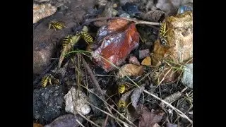 WTF are these wasps doing under my tree? Answer in next video.