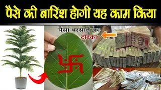पैसे की बारिश होने लगी कि धन खींचने की चाबी है ये पौधा - पैसे की बारिश होगी अगर यह काम किया तो