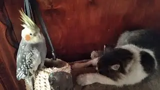 Терпеливые коты и наглый попугай.🦜Напряжение нарастает!🔥🐈🦜.funny parrot