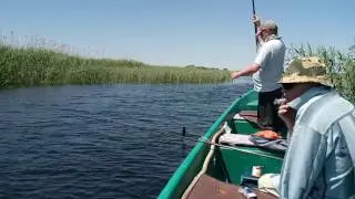 Вываживаем красноперку