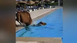 دخول جمل إلى مسبح فندق بسبب حرارة الصيف! 😅😅