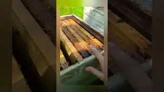 Рабочие пчёлы носят расплод. Роение пчёл. Маточники на рамках.