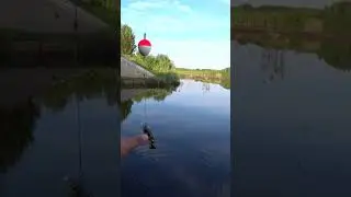 Ловля щуки на ЭЛЕКТРОННОГО живца с поплавком. Рыбалка на поплавок. #shorts  #рыбалка #fishing #рыба