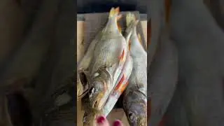 Окунь вялено-сушенный                       Для заказа пишите в телеграмм https://t.me/rybakamchatki