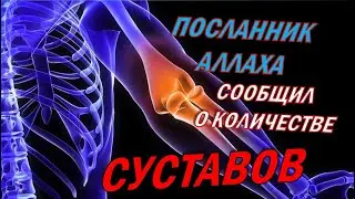 Хадис о Суставах | ЧУДО | КАК ОБ ЭТОМ МОГ ЗНАТЬ ПОСЛАННИК АЛЛАХА | САХИХ МУСЛИМ ХАДИС 1007