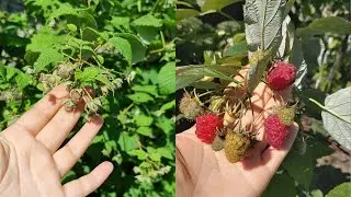 Чем подкормить малину, чтобы ягоды созревали крупные и сладкие