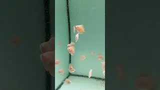дискусы Red Valentine's.