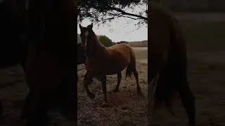 Привет от лошадок