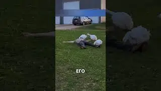 Гусиная помощь 