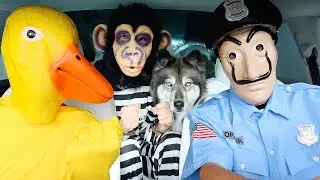 Money Heist Steals puppy from Police in Car Ride Chase!