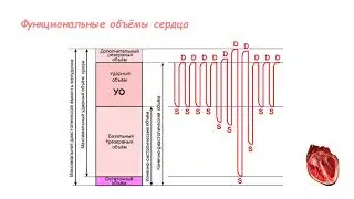 Функциональные объёмы сердца.