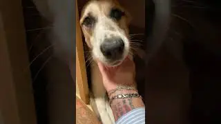 Прогулка с Чернушей,заказ корма,много чего еще😍Приятного просмотра 🤗