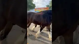 Budweiser Clydesdales are Massive!!!😳
