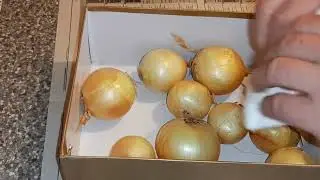 Лук хранится до весны свежим, как только с грядки!
