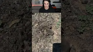 Watch This Mole Disappear Into The Ground