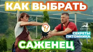 КАК ВЫБРАТЬ САЖЕНЦЫ ПЛОДОВЫХ ДЕРЕВЬЕВ | ХВОЙНЫХ | КУСТАРНИКОВ | ОТКРЫТАЯ И ЗАКРЫТАЯ КОРНЕВАЯ СИСТЕМА