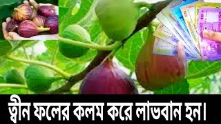 ত্বীন ফলের কলম পদ্ধতি || ডুমুর ফল // Fig Graft Method 🫐 Grafting fruit tress,
