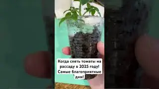 Когда сеять томаты на рассаду в 2025 году! Самые благоприятные дни! 