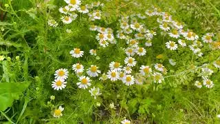 German Chamomile Wild Chamomile