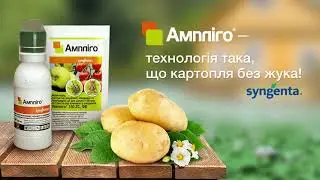 Ампліго — технологія така, що картопля без жука!