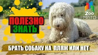 Полезно знать с ZooMISTO | Брать собаку на пляж или нет