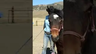 How to Desensitize a Mustang Using the “Slap and Walk” Exercise 