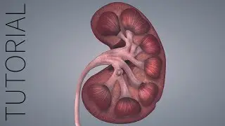 Restore Saved Position - Essential Anatomy 5 Tutorial